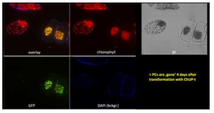 ChUP1의 deletion construct의 과발현을 통하여 CHUP1의 peripheral chloroplast 세포내 localization에서의 역할 영향 분석