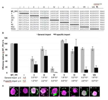 TP I의 transit peptide의 mutant들을 이용한 두 엽록체로의 이동 sequence motif의 동정