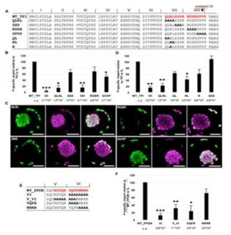 P-엽록체 targeting에 있어서 TPI와 PPDK의 transit peptide의 4 개의 amino acid 역할 분석