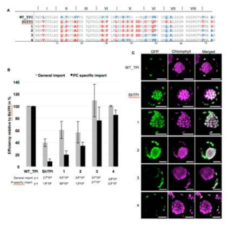 TP I transit peptide의 P-specific motif의 엽록체 targeting 특이성 변이 분석