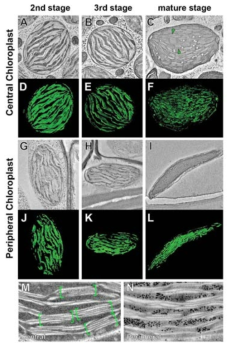B. sinuspersici의 이종 엽록체 분화 과정 분석. 중앙엽록체의 단계별 발달과정 (A~-F), Peripheral 엽록체의 단계별 발달과정 (G~L), 중앙 (M) 및 peripheral (N) 엽록체의 thylakoid의 stalking