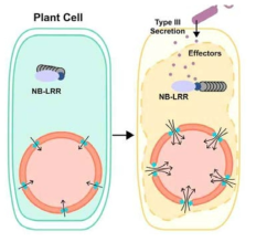 세포 핵공을 통한 수송이 병충해 반응에 관련된 세포내 기작 조절에 대한 모델