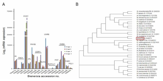 애기장대 생체시계, 광신호, 개화 조절 관련 유전자들의 B. sinuspersici의 ortholog들의 엽록체 발달과정에 따른 발현 변화 분석 및 GI phylogenetic tree 분석. 발현 level 분석 (A), B. sinuspersici GI의 phylogenetic tree (B)