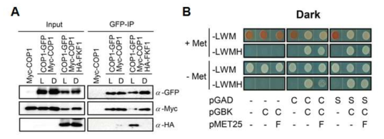 FKF1에 의한 COP1 단백질 이합체 형성 억제 검증. 면역침강법(A)과 yeast three hybrid(B)를 통한 FKF1과 COP1 이합체간 단백질 결합 분석