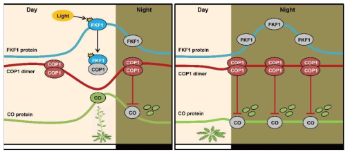 FKF1의 COP1 homodimerization 억제를 통한 CO 안정화와 이를 통한 개화 조절 기작 모식도