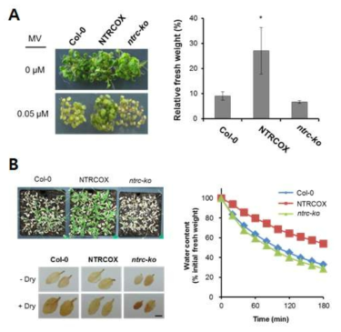 NTRC의 광산화 및 가뭄 스트레스 저항성에서의 역할 분석. NTRC 돌연변이체의 MV에 대한 표현형 및 생체중량 비교 (A), NTRC 돌연변이체의 가뭄에 대한 표현형, ROS 및 물 소실율 (B)