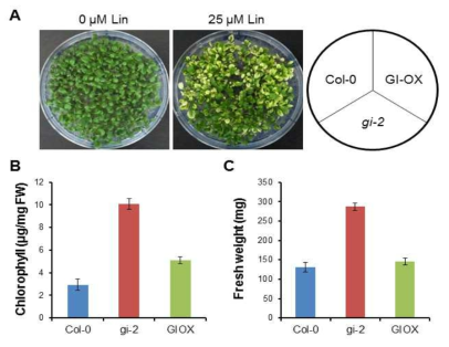엽록체 생성에 있어 GI 단백질의 역할 분석. 엽록체 생성 억제제인 lincomycin 처리 후 표형형 (A), chlorophyll 함량 (B), 생체중량 (C)