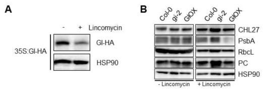 엽록체 생성 및 유지에 있어서의 GI 역할 분석. 엽록체 생성 억제제인 lincomycin 처리에 의한 GI 단백질 분해 (A), GI 단백질 유무에 따른 엽록체 관련 단백질 발현 변화 (B)