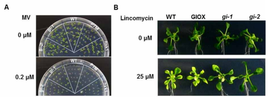 엽록체 생성에 있어 GI 단백질의 역할. 엽록체 생성 억제제인 lincomycin(A)과 MV (B) 처리 후 표현형