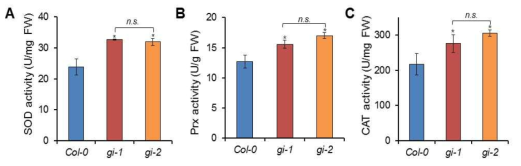 B utafenacil 처리 후, GI 유전자 돌연변이 식물체내 항산화 효소 활성 분석. SOD (A), Prx (B), CAT (C)