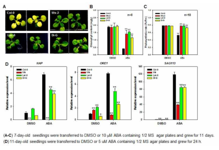ABA 비민감 accessions들의 ABA 처리에 따른 표현형 분석