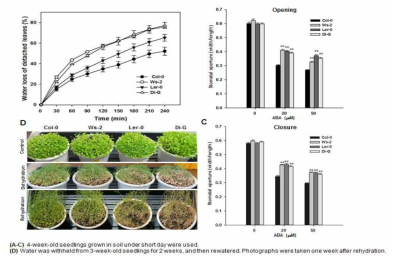 ABA 비민감형 accessions들의 가뭄저항성 및 기공개폐 분석