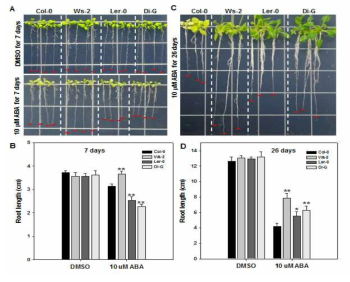 ABA 비민감성 accessions들의 식물성장에 있어서의 ABA 영향 분석