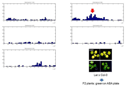 Whole genome sequencing을 통한 Ler의 ABA-insensitive locus의 동정