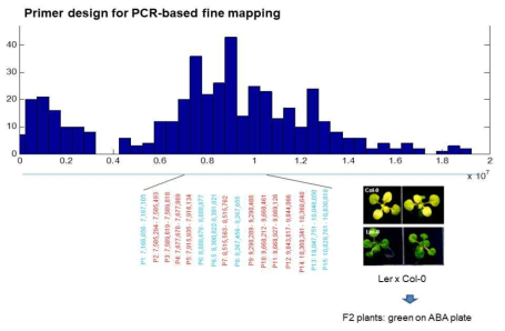 Ler의 ABA-insensitive locus를 fine mapping 하기 위한 PCR primer set들의 위치 분석