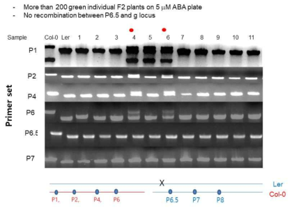 PCR을 통한 Ler의 ABA-비민감성 표현형 locus의 위치 동정
