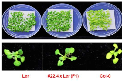 Ler x day1의 F1 progeny를 이용한 ABA 비민감성 분석