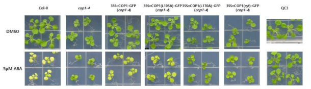 ABA 유도 엽록체의 yellowing 현상에 있어서의 COP1의 역할 분석