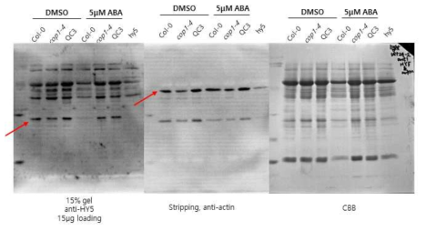 야생형, cop1-4, QC3 돌연변이체 식물에 ABA를 처리 한 후 HY5의 단백질량 분석