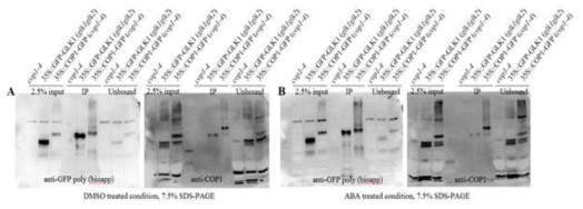 CO-IP를 이용한 COP1과 GLK1의 interaction 분석. DMSO (A)와 ABA (B)로 처리한 식물로부터 확보한 단백질의 Western blot 결과