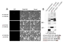 COP1과 GLK1의 interaction을 확인하기 위한 BiFc 실험 및 각 construct의 발현을 확인하기 위한 western blot 분석. In vivo image (A), 단백질의 western 분석 (B)