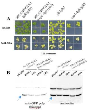 ABA 처리에 따른 35S::GFP-GLK1 (glk1glk2), 35S::GFP-GLK1 (cop1-4glk1glk2), glk1glk2 및 cop1-4glk1glk2 식물체의 표현형과 GFP-GLK1 단백질 level 분석. 식물의 ABA에 대한 표현형 (A), 단백질의 western 분석 (B)