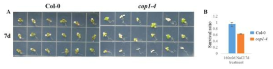 cop1-4 mutant 식물의 salt stress에 대한 저항성 분석