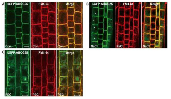 비생물학적 스트레스 상황에서 AtABCG25의 행동 분석. Control 조건 (A), NaCl 처리 (B), PEG 처리 (C) 하에서의 sGFP:ABCG25의 위치