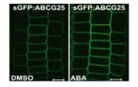 ABA 처리에 따른 AtABCG25의 위치변화 분석