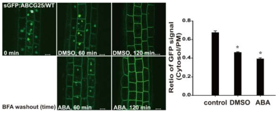 외부 ABA 처리에 따른 ABCG25의 원형질막으로의 recycling 분석
