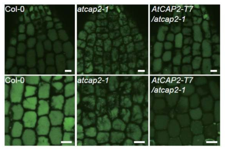 atcap2-1 돌연변이체의 액포 생성에서의 표현형 분석