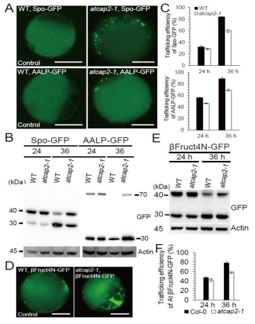 atcap2 mutant 식물에 있어서 단백질의 vacuolar trafficking에서의 표현형 분석. Spo:GFP 및 AALP:GFP의 세포내 위치 (A), 두 단백질의 western blot 분석 (B), Trafficking efficiency (C), βFruct4N:GFP의 세포내 위치 (D), βFruct4N:GFP 단백질의 western blot 분석 (E), βFruct4N:GFP의 trafficking efficiency (F)