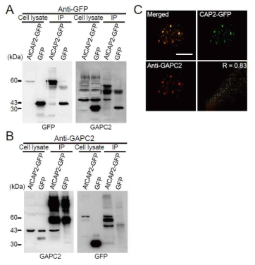 AtCAP2와 GAPC2의 interaction 및 두 단백질의 colocalization 분석. AtCAP2-GFP IP의 western blot 분석 (A), GAPC2 IP의 western blot 분석 (B), 두 단백질의 colocalization (C)
