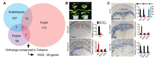 전사체 분석을 통한 JULGI 의 동정과 기능 분석. 후보유전자 선별 모식도 (A). 담배 JULGI 발현 억제 식물 및 관다발 표현형, JULGI 유전자 및 관다발 마커 유전자 발현 변화 (B), 애기장대 JULGI 발현 억제 식물 관다발 표현형, JULGI 유전자 및 관다발 마커 유전자 발현 변화 (C)