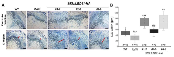 LBD11 knock-out 및 과발현 식물 관다발 표현형 및 줄기세포층 형성에서의 역할 분석. 돌연변이체의 표현형 (A), 형성층 줄기세포층 두께 변화의 정량적 분석 결과 (B)