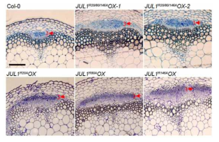 애기장대 JUL1 RNA 결합 기능상실 돌연변이 단백질 과발현 식물체 관다발 표현형 분석