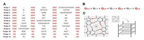 RNA-SELEX에 의해 선발된 sequence의 분석. 최종적으로 선별된 클론들의 시퀀스 (A), 이들 서열의 consensus sequnce (B), Hoogsteen 염기 결합을 통한 RNA G-quadruplex 구조 모식도 (C)