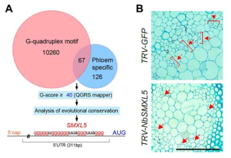 시스템 생물학적 분석을 통한 JULGI RNA target 동정 및 기능 분석. JULGI target 선정 모식도(A), target 후보인 SMXL5 유전자 발현 억제 담배 관다발 표현형 (B)