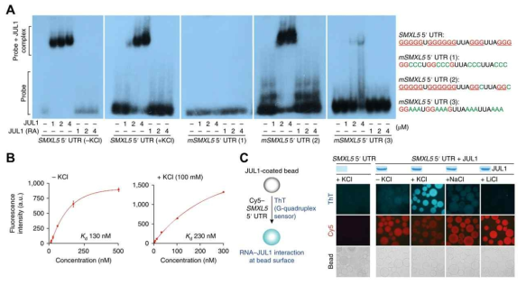 RNA EMSA를 통한 JULGI 단백질과 SMXL5 RNA G-quadruplex 형성 염기서열과의 결합 분석. RNA EMSA 분석 결과 (A), G-quadruplex 구조 형성 유무에 따른 결합 해리 상수 측정 (B), JUL1-coated bead를 활용한 SMXL5 RNA probe와의 결합 및 G-quadruplex 구조와의 결합 확인 실험 모식도 및 결과 (C)