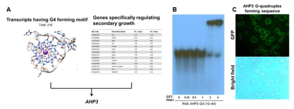 전사체 데이터 분석을 통한 줄기 target 후보 동정 및 생화학적 기능 분석. G-quadruple 모식 (A), RNA EMSA를 통한 JULGI 단백질과 AHP3 RNA G-quadruplex 형성 염기서열과의 결합 검증 결과 (B), JUL1-coated bead를 활용한 AHP3 RNA G-quadruplex 구조와의 결합 검증 (C)