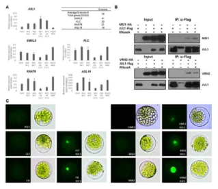 JUL1/ 2 RNAi, JUL1 over-expression 식물에서의 target 유전자 발현 변화 분석. PCR 분석 결과 (A), Co-immunoprecipitation을 통한 PRC 2 구성요소들과의 상호작용 검증 결과 (B), Bimolecular Fluorescence Complementation(BiFC)을 통한 PRC 2 구성요소들과의 상호작용 검증 결과 (C)