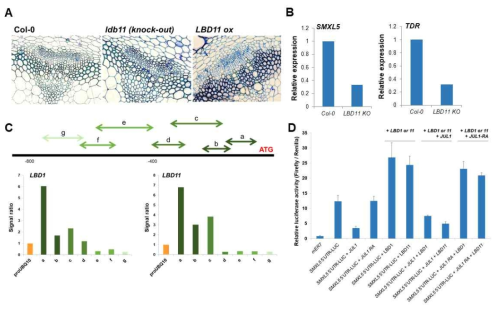 LBD11 knock-out/over-expression을 통한 역할 분석. 돌연변이체의 표현형 (A), lbd11 knock-out 식물에서의 관다발 발달 조절 유전자 발현 변화 (B), ChIP-PCR을 통한 LBD1/11의 SMXL5 promoter 상의 결합 위치 동정 (C), Reporter assay 결과 (D)