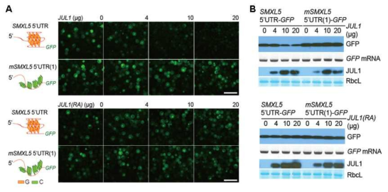 단일세포 유전자 발현 시스템 활용을 통한 JULGI에 의한 SMXL5 5‘UTR-GFP 리포터의 번역 억제 능력 분석. In vivo imaging을 통한 JULGI의 번역 억제 기능 확인 (A), Western blot 및 RT-PCR을 통한 단백질, RNA 양 변화 분석 (B)