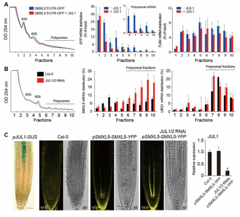 단일세포 유전자 발현 시스템에서의 polysome fractionation을 통한 JULGI의 생물학적 활성 분석. Polysome fractionation 결과 (A), JUL1/2 RNAi line에서의 polysome fractionation 결과 (B), JUL1/ 2 발현 변화에 따른 target 유전자의 발현 (번역) 변화 (C)