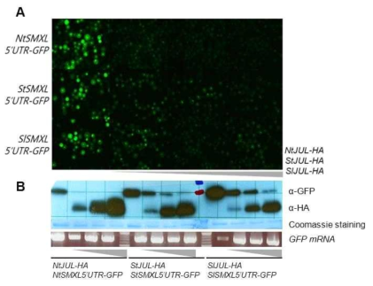 작물 JULGI의 생리적 역할 분석. 작물 JULGI 발현 억제 애기장대 원형질체에서 GFP reporter 관찰 (A), Western blot, RT-PCR을 통한 단백질 번역 및 전사 level 확인 (B)