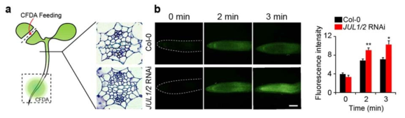 Col-0와 JUL1/ 2 RNAi 애기장대 seedling의 hypocotyl 표현형 분석. 식물에 있어서 줄기 위치의 모식도 (a). CFDA를 통한 체관 활성 측정 결과 (b)