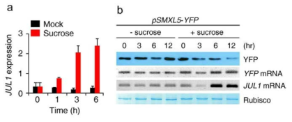 Sucrose에 의한 시간별 JULGI 발현 변화 분석. 줄기 발현 level (a), Sucrose에 의한 JULGI-mediated 번역 억제 (b)