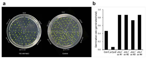 발아율 측정을 통한 JULGI 돌연변이체들의 salt stress 저항성 분석