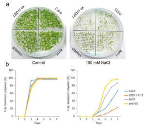 발아율 측정을 통한 SMXL4/5, LBD11 돌연변이체들의 salt stress 저항성 분석