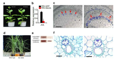 NbJUL 발현 억제를 이용한 담배 및 벼에서의 식물 표현형 분석. VIGS NbJUL 표현형 (a-c), T-DNA 삽입을 통한 OsJUL 발현 억제 식물 표현형 (d-f)